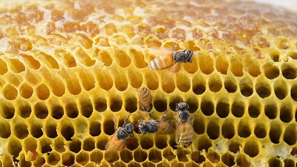 Инкубатор для вывода пчелиных маток
