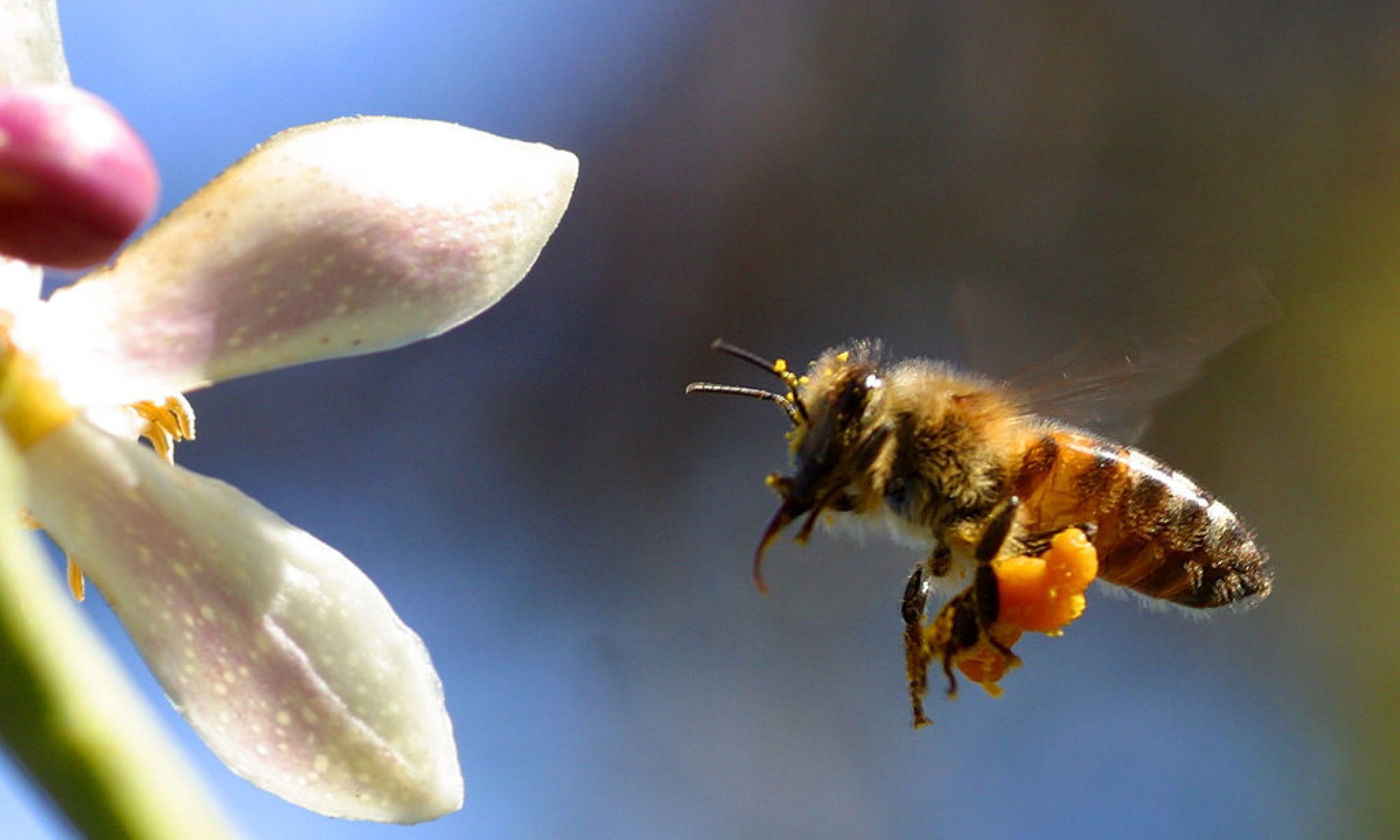 25 интересных фактов о пчелах и меде