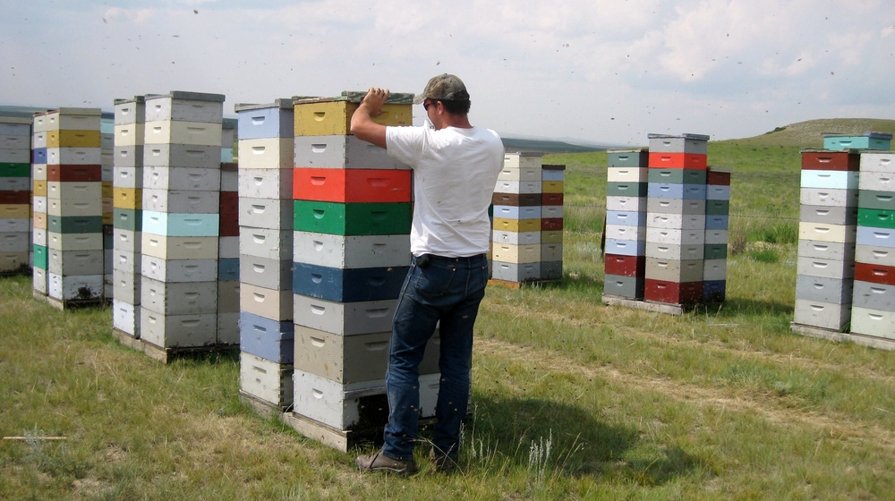 Карантин из-за коронавируса нарушил операционные связи пчеловодства Канады