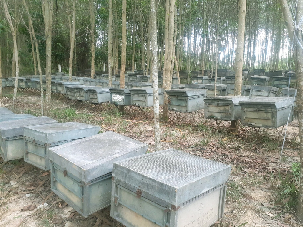 Пчеловодство Вьетнама в тисках антидемпинговых пошлин США