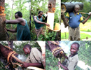 Африка в мировом пчеловодстве