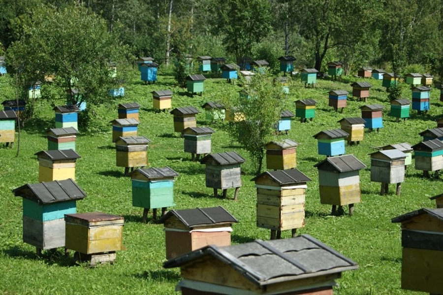 Работа с пчёлами на пасеке в июле