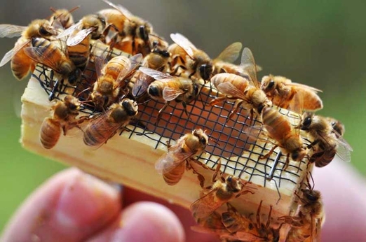 Проблемы с червлением вновь приобретенных пчелиных маток