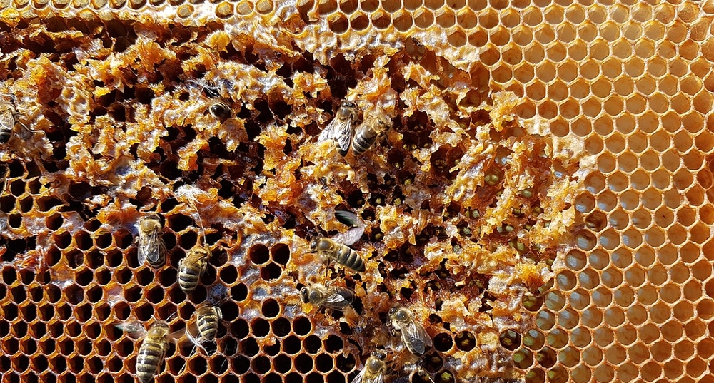 Гибель пчёл 2019 «Настоящая экологическая катастрофа»: пчеловоды бьют тревогу