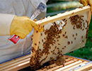 Пчеловодство Румынии в 2014 году