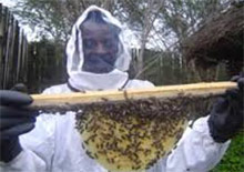 Африка фокусирует внимание на пчеловодстве