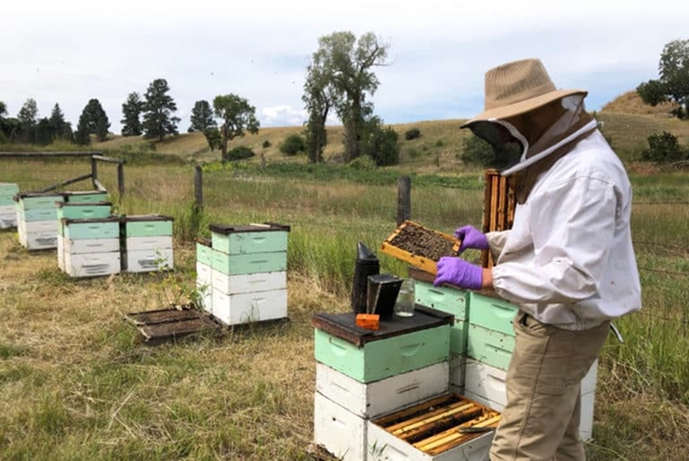 В США снова погибла почти половина пчелиных семей