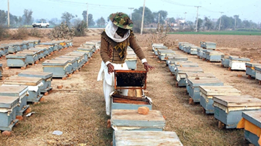 Дефицит стимулов для развития пчеловодства в Пакистане