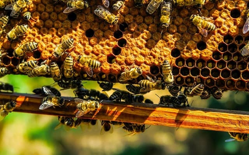 Пчеловодство Башкирии в 2023 году: Достижения и перспективы