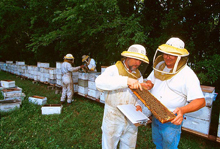 Нозематоз медоносных пчёл на пасеках России