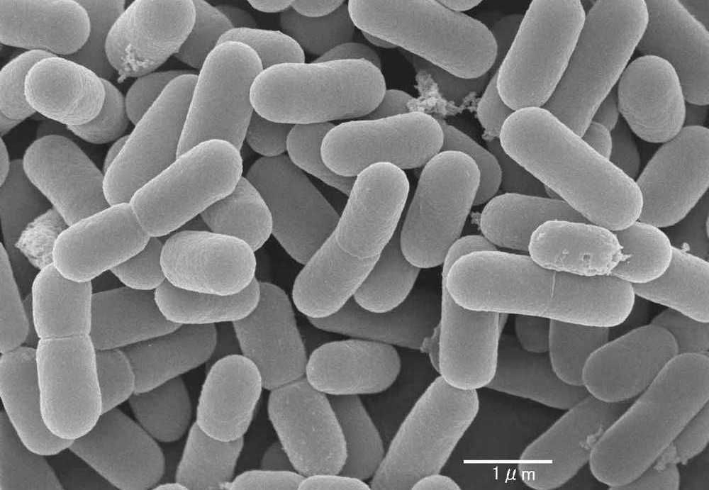Пчелы, лактобактерии и антибиотики Пчелы, лактобактерии и антибиотики