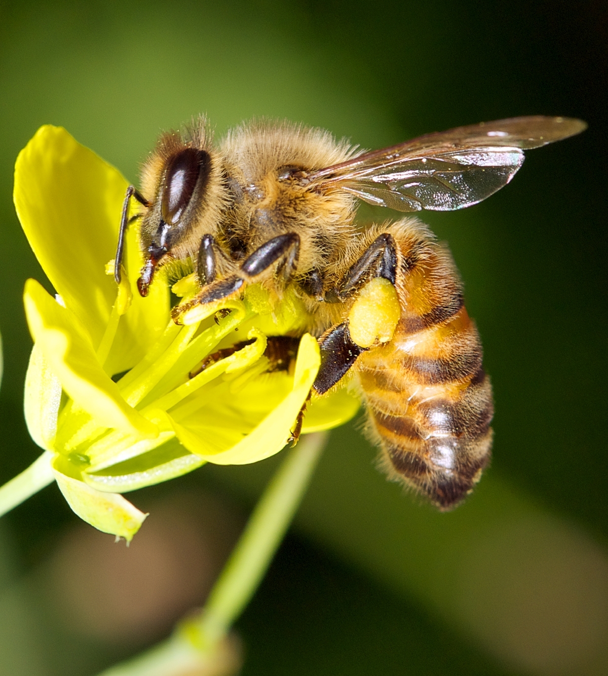 16-й Международный конкурс фотографий о пчеловодстве