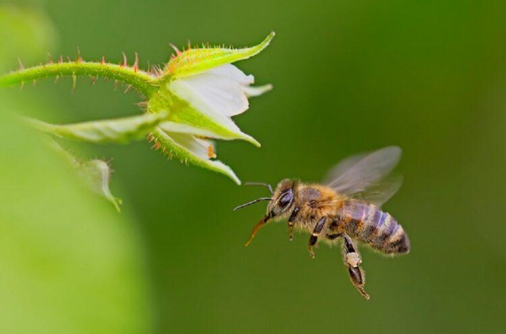 Количество пчелиных семей в мире стабильно увеличивается 