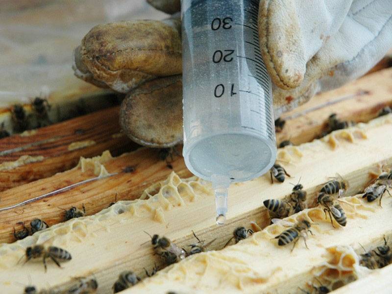 Как бороться с варроатозом у пчел