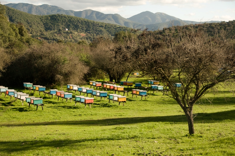 Пчеловодство Чили на пике мегазасухи и природных пожаров