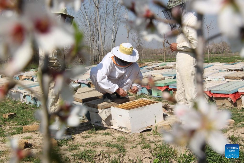 В развитии пчеловодства Афганистана наступила пауза