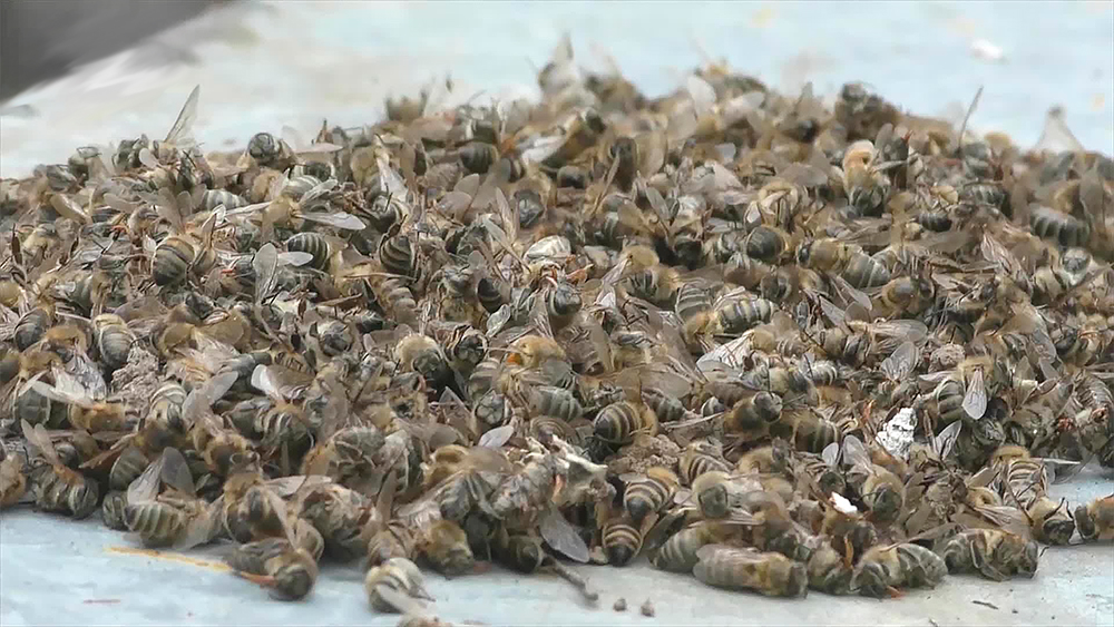 Как уберечь пчел от неоникотиноидов
