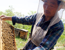 Китайское пчеловодство в зеркале статистики