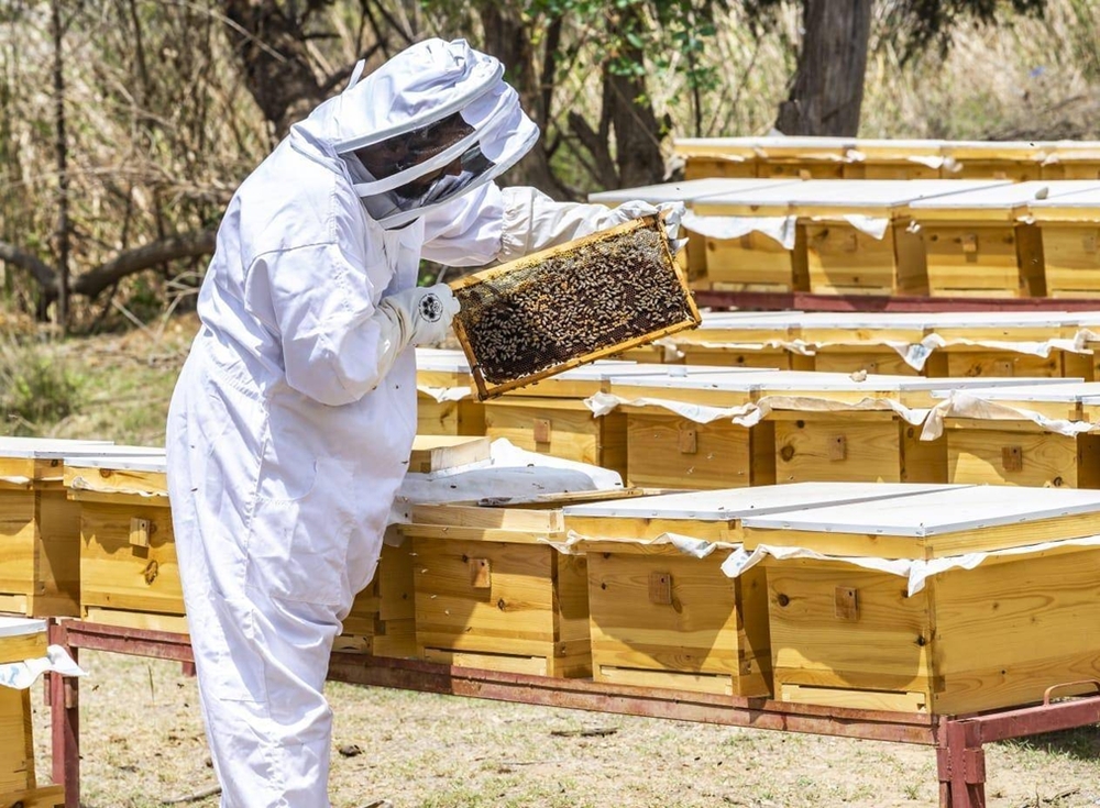 Саудовская Аравия успешно развивает пчеловодство