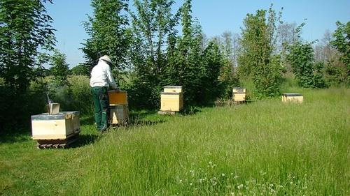Что еще должен учитывать пчеловод, подготавливая пасеку к медосбору (общие рекомендации) 