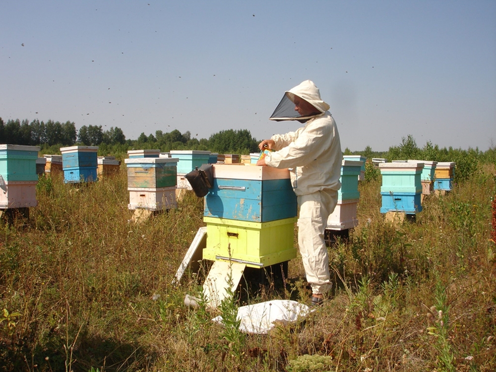 Пчеловодство Республики Башкортостан: состояние, проблемы, перспективы развития