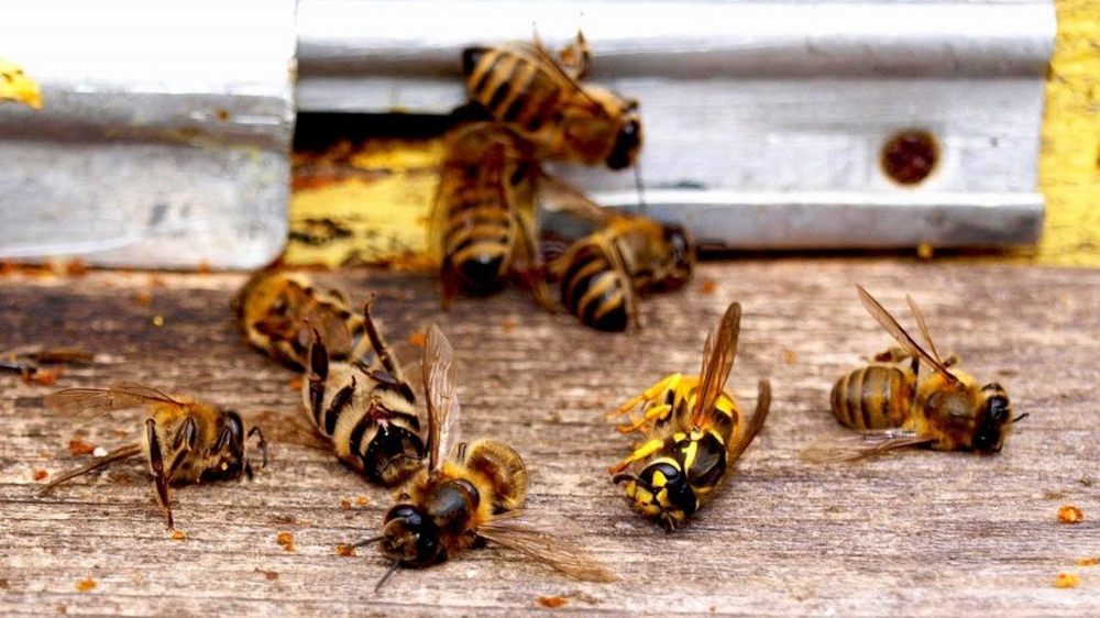 Два уголовных дела по факту массовой гибели пчел в Орловской области