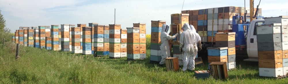 Пчеловодство Канады в 2020 году
