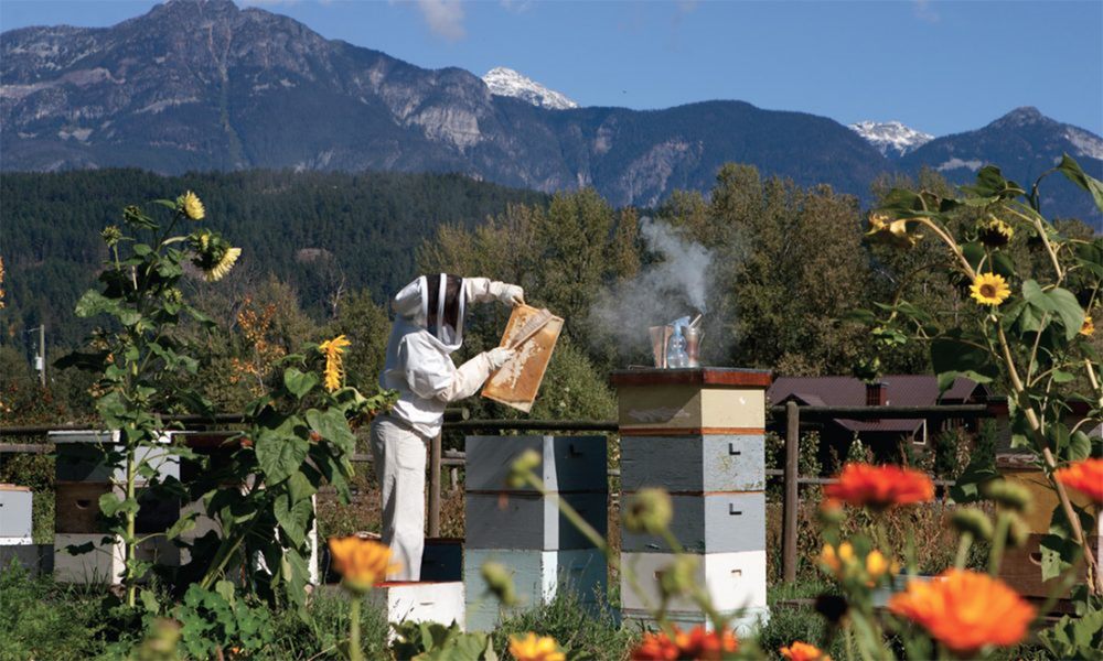 Пчеловодство Канады в 2022 году