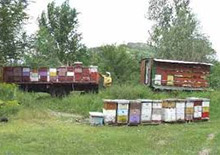 Сербия увеличивает экспорт меда 
