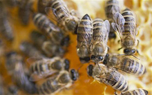 Потери британского пчеловодства в 2012 году