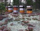 Поддержка пчеловодства Норвегии