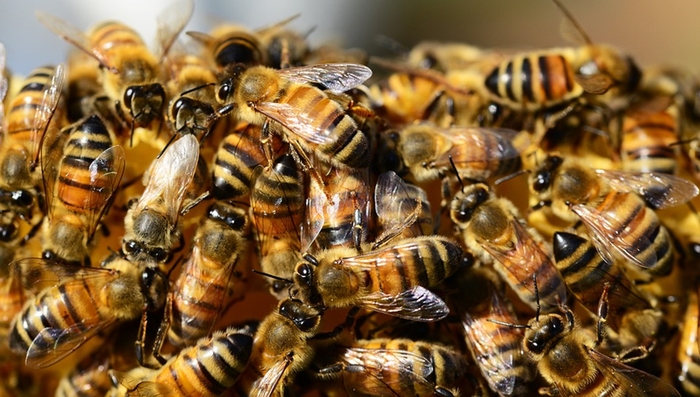 Состояние и перспективы пакетного пчеловодства в России