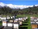 В Чили мед включат в школьное меню