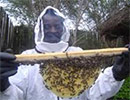 Африка фокусирует внимание на пчеловодстве