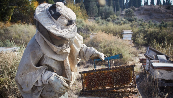 Пчеловодство Аргентины на фоне катастрофического положения в экономике