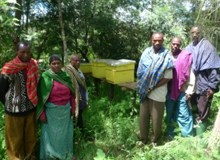 Танзания намерена развивать свое пчеловодство