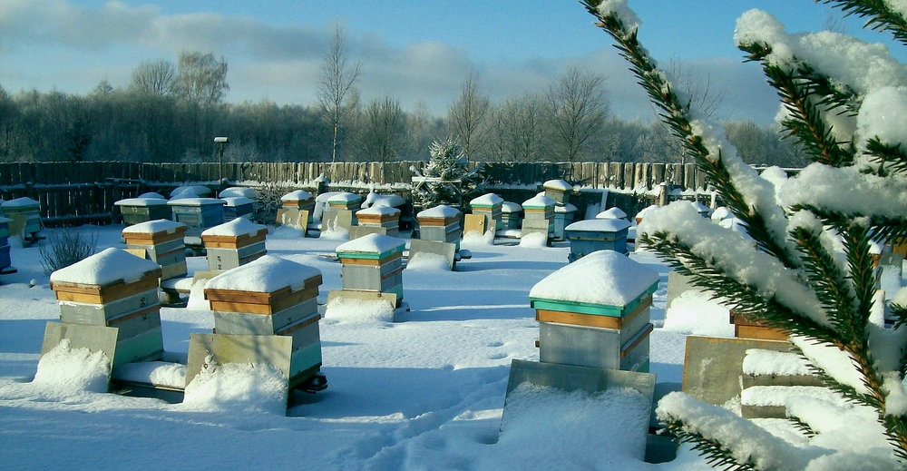 Зимовка карпатских пчелосемей в сравнении со среднерусскими в Красноярском крае