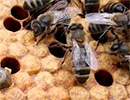 Продуктивные показатели пчел среднерусской породы в зависимости от кормовых условий южной лесостепной зоны Омской области