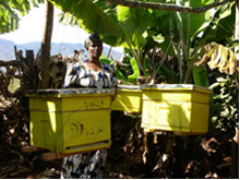 Танзания. Ситуация в пчеловодстве стабильная и благоприятная 