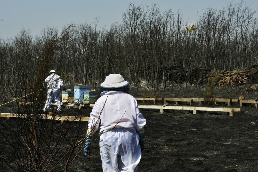 Экстремальная засуха и жара обрушили пчеловодство Испании