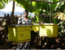 Танзания. Ситуация в пчеловодстве стабильная и благоприятная 