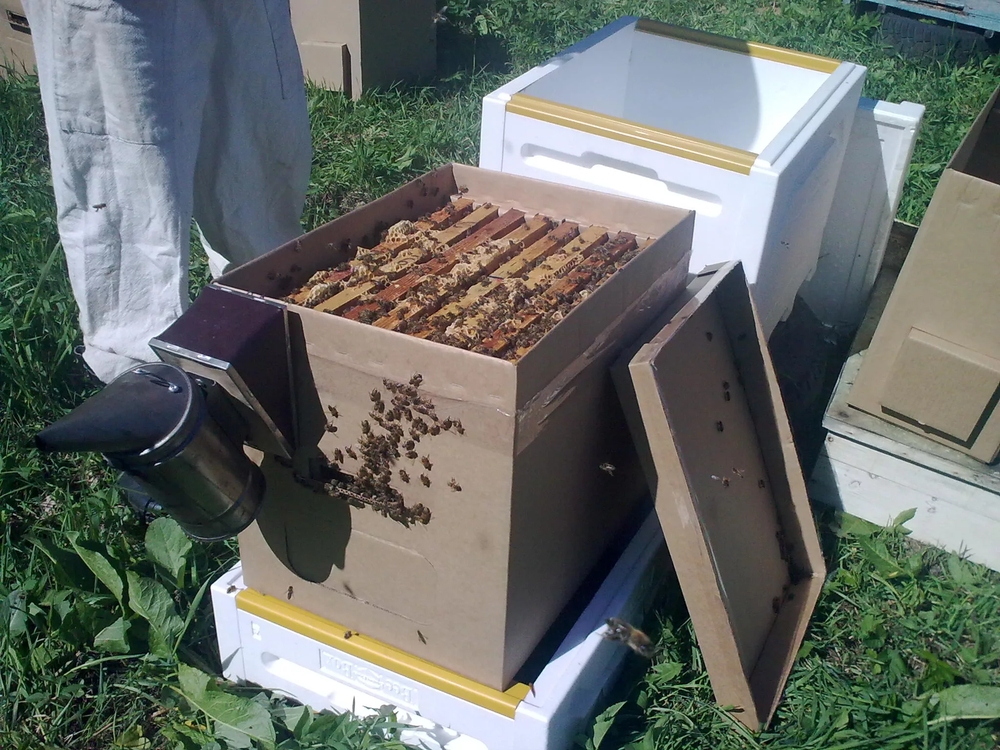 Как сформировать пчелопакет