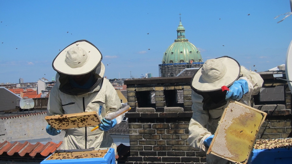 Пчеловодство Дании: размер не играет роли