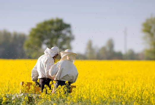 Производство рапсового меда в Канаде и США растет