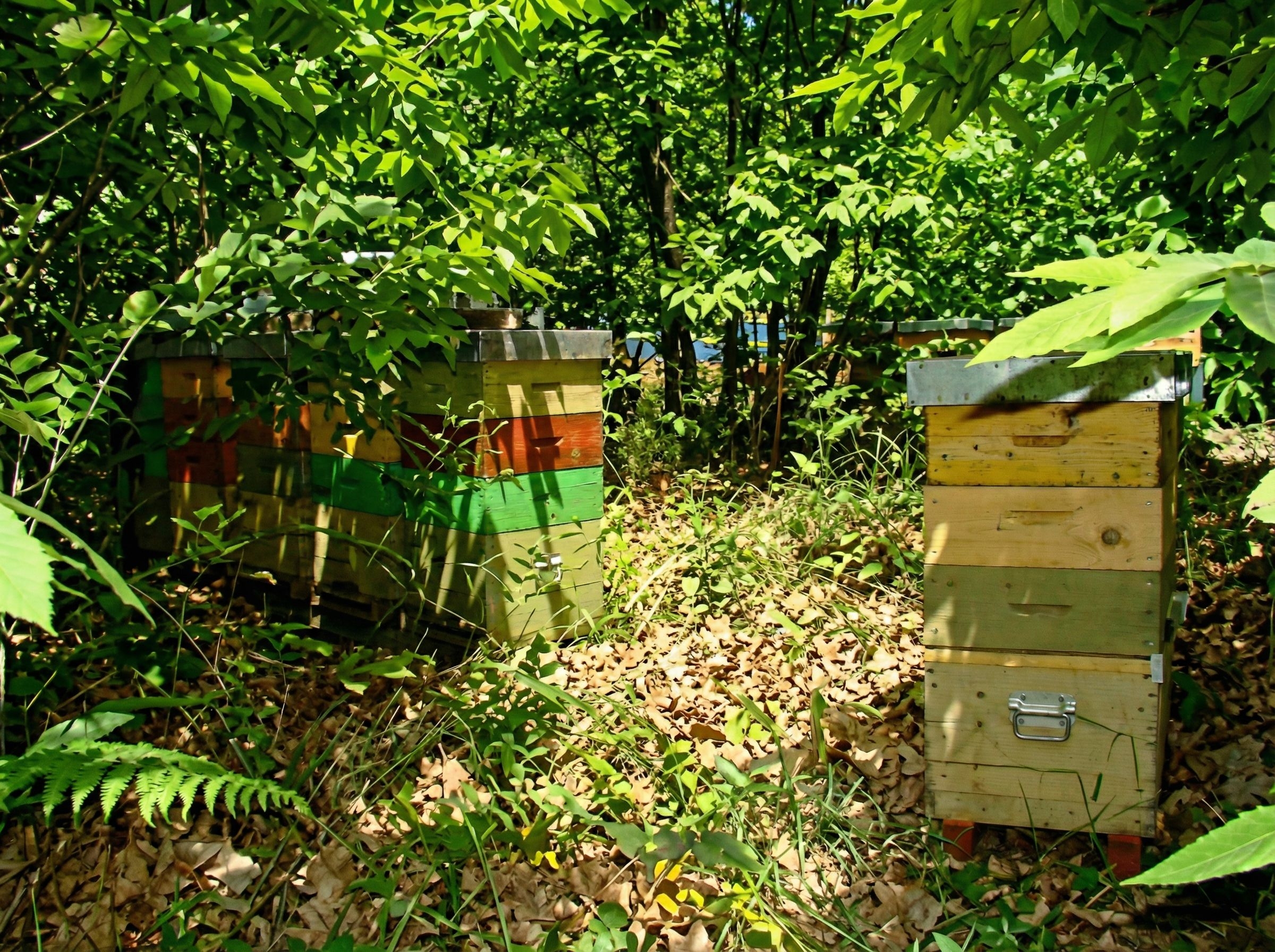 Органическое пчеловодство в Италии 
