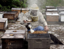 Белорусское пчеловодство сегодня