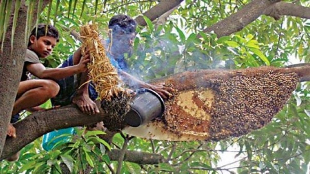 Бангладеш продолжает развивать свое пчеловодство