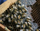 Исследование причин гибели пчелиных семей в Восточно-Казахстанской области 