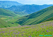 Основные медоносные растения Нагорного Дагестана и их нектаропродуктивность