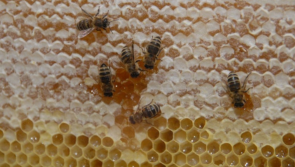 В Алтайском крае тестируют цифровой сервис по оповещению пчеловодов